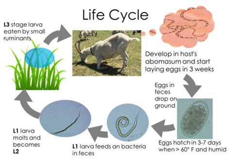 what is the life cycle of a goat